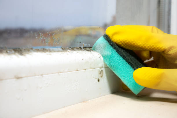 Best Toxic Mold Removal  in North Sea, NY