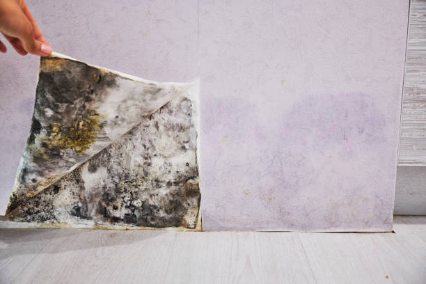 Water Damage Restoration in North Sea, NY